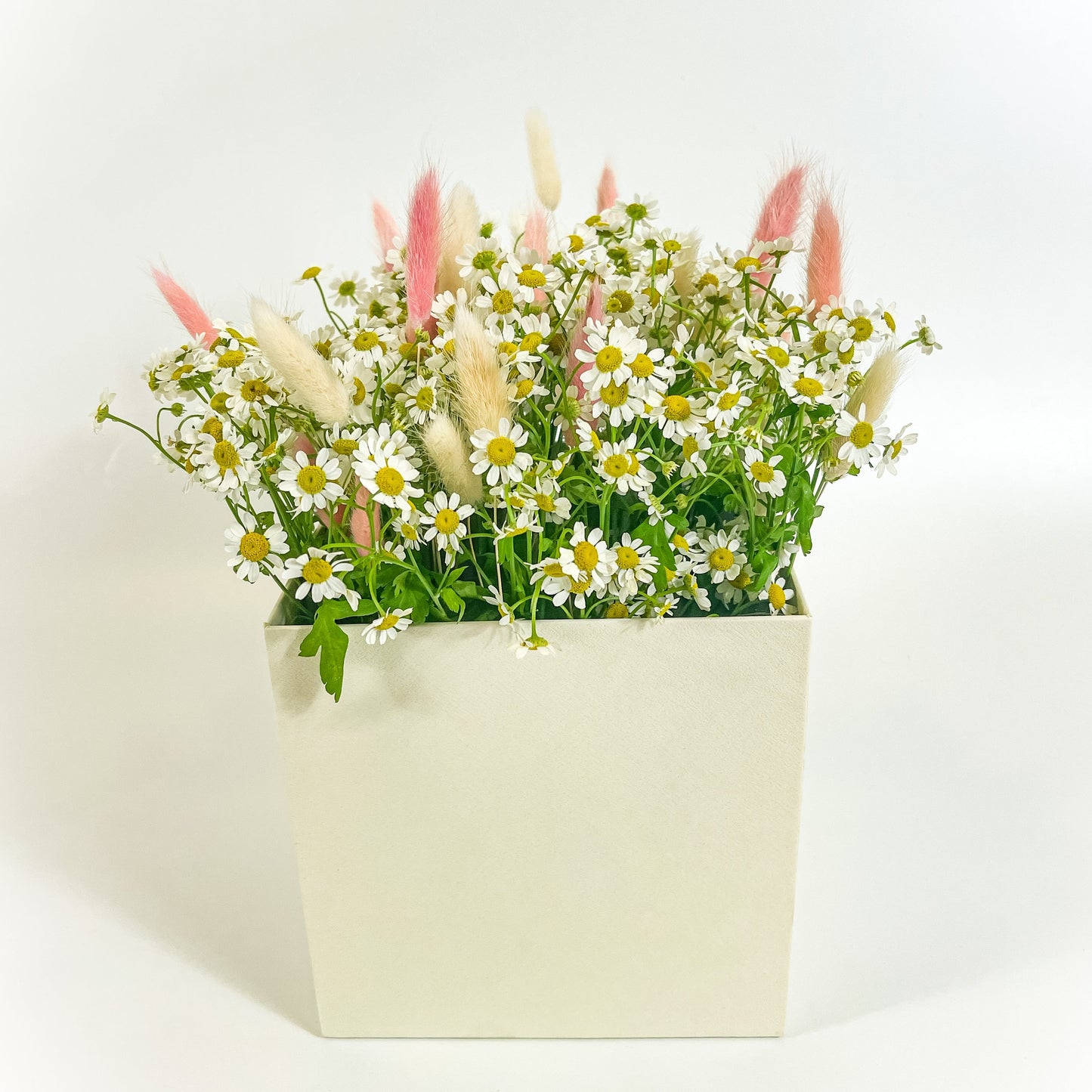 Chamomile Daisies Garden Box