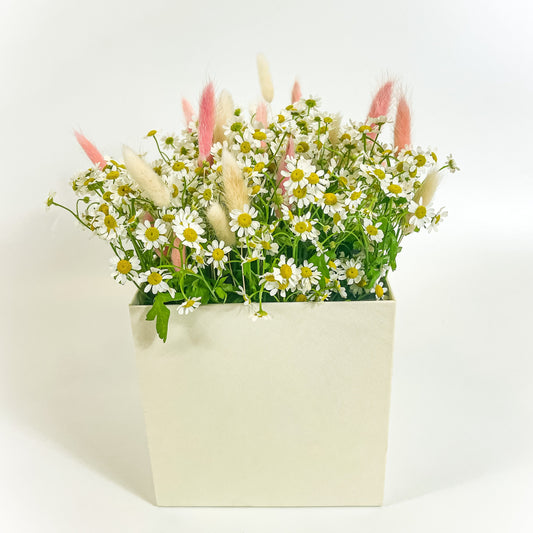 Chamomile Daisies Garden Box